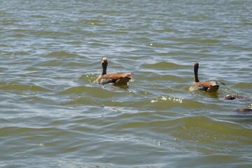 Kenya - Lake Naivasha - Sanctuary Farm - Boat View - Ducks