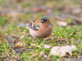 Common chaffinch, Fringilla coelebs, sits on a green lawn in spring. Common chaffinch in wildlife.