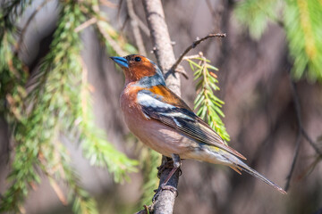 Common chaffinch, Fringilla coelebs, sits on a branch in spring on green background. Common chaffinch in wildlife.