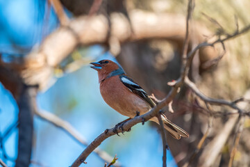 Common chaffinch, Fringilla coelebs, sits on a tree. Common chaffinch in wildlife.