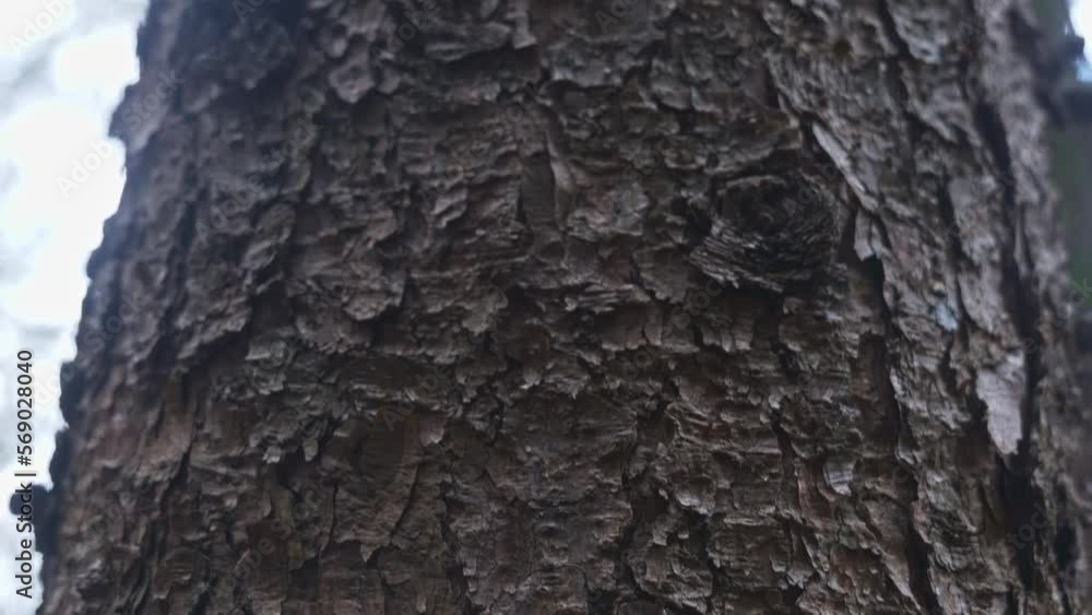 Poster view of aged pine tree trunk from the bottom looking upward.