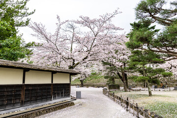 full blossom shidare sakura in japan