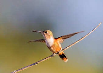Bahama Woodstart perched on a skinny branch