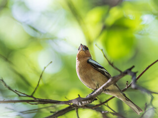 Common chaffinch, Fringilla coelebs, sits on a branch in spring on green background. Common chaffinch in wildlife.