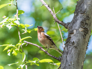 Common chaffinch, Fringilla coelebs, sits on a branch in spring on green background. Common chaffinch in wildlife.