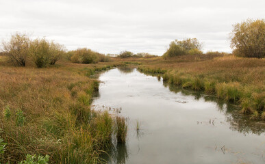 Autumn landscape. Not a big river, the gray, cold sky is reflected in the waters. Both banks are covered with high, red, mature grass, bushes with green leaves grow. Mainly cloudy.