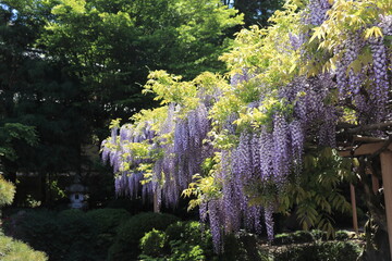 庭の藤棚に咲く藤の花