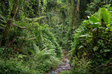 Fototapeta premium Exuberante vegetación en el bosque mesófilo de montaña la Reserva El Triunfo, Chiapas