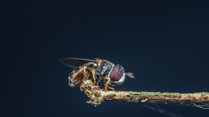 Hover fly on die branch and nature background, Close up photo of insect in Thailand.