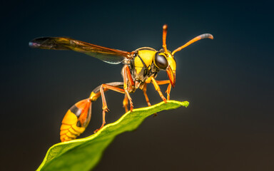 Yellow Potter Wasp on green leaf and black background, Macro shot insect in Thailand, Selective focus.