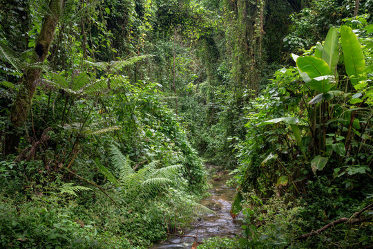 Exuberante vegetación en el bosque mesófilo de montaña la Reserva El Triunfo, Chiapas