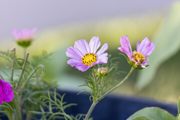 Cosmos flowers blooming in spring.