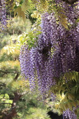 色鮮やかな紫の藤の花