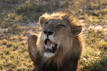 Fototapeta na wymiar Majestic Lion
