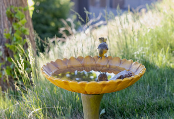 Yellow female Bullock's Oriole sees her reflection in a birdbath.