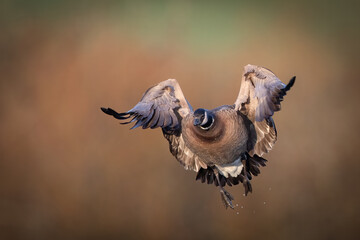 cackling goose coming in for a landing