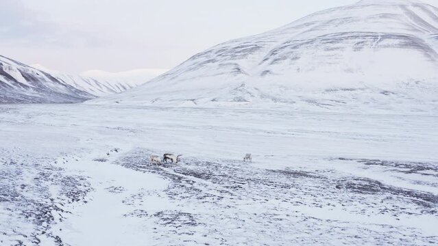 Small group of reindeers feeding in fresh snow covered mountain tundra. Svalbard Reindeer species. Digging, sniffing and feeding. Drone fottage orbiting around the family.