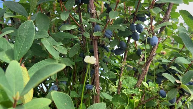 A handheld close-up shot of a dense bush loaded with plump, ripe haskap berries, ready for picking