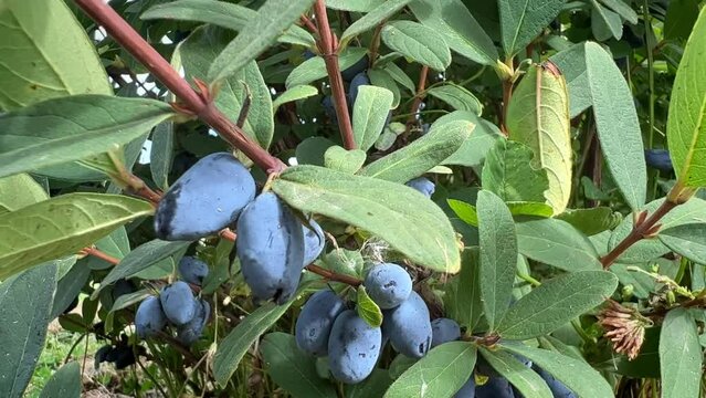 Ripe blue honeysuckle berries hanging in bunches on a dense bush. Handheld close-up view