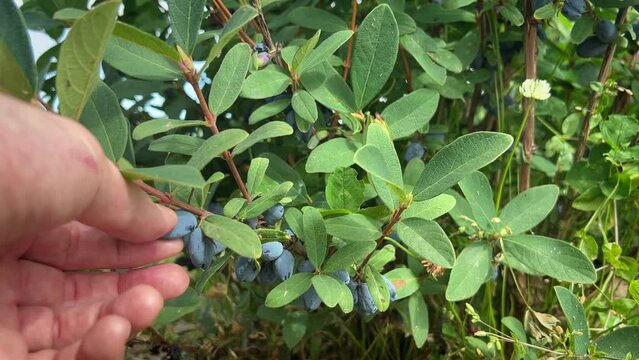 Close-up shot of plump and ripe haskap berries being picked from a lush, green bush