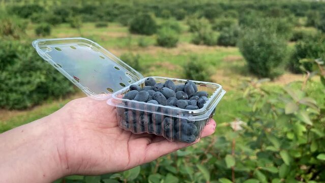 Hand holding up plastic container full of freshly picked Haskap berries. Dense green bushes in background