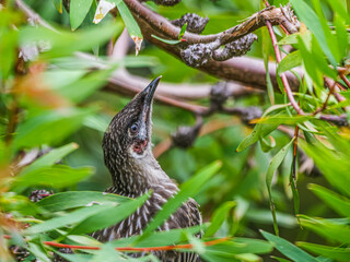 Wattle Bird Head Up