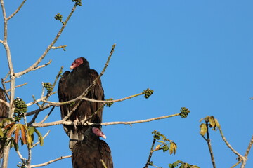 buzzard perched on tree rests during the day