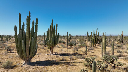 desert cactus plants in sunny environment drone photography