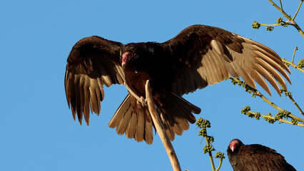 buzzard perched on a tree with outstretched wings in a city