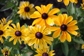 Fototapeta premium yellow flowers in the garden