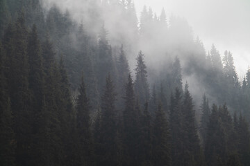 Trees in morning fog on mountains. Nature monochrome background.