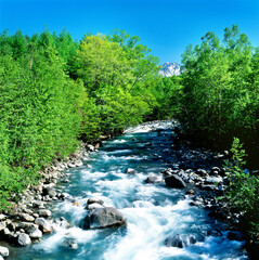 新緑と美瑛川(美瑛町）