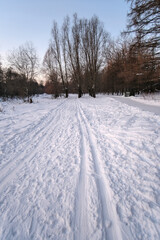 SKIING IN THE WINTER PARK IN THE MORNING. SKI TRACK