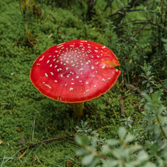 Big red mushroom close up in the forest