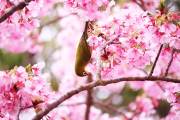 満開の桜と可愛いメジロ