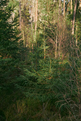 Green sprouts of spruce trees. Young sapling of spruce grows in the forest ground with green moss. Small coniferous tree.
