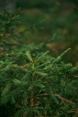 Reforestation concept. Young sprouts of coniferous trees. Small sapling of spruce grows in the forest ground with green moss. Small coniferous tree.