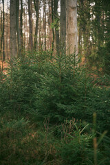Group of young spruce saplings in nature. Ecological tree nursery in the wild forest.