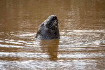 Fototapeta premium Elephant seal swims in the lake.