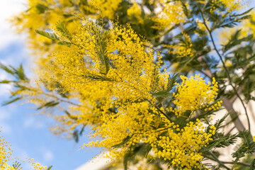 Fototapeta na wymiar Blooming Mimosa (Acacia dealbata) close-up.