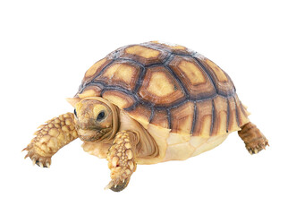 turtle on transparent png