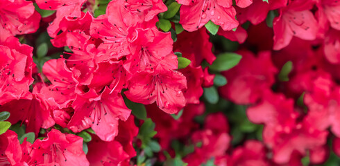 Blooming red azalea flowers with dew drops in spring garden