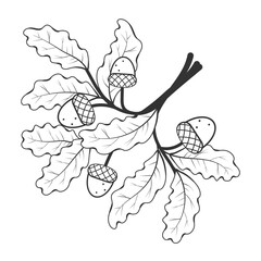 Sprig of oak with acorns. Vector illustration. Isolated on white. Childrens coloring book. Monochrome, black and white graphic.