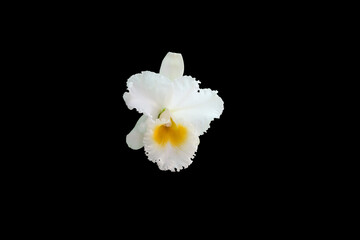 Isolated image of white Cattleya orchid flower on black background.