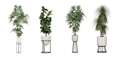 Plant in a pot on white background, 3d render illustration.