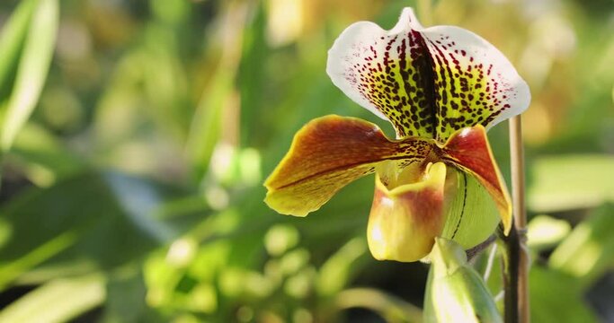 Beautiful orchid flower blooming at rainy season. Paphiopedilum Orchidaceae. or Lady's Slipper. 4K