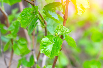 Grape plant, first leaves in spring, background, beginning of spring. Selective focus
