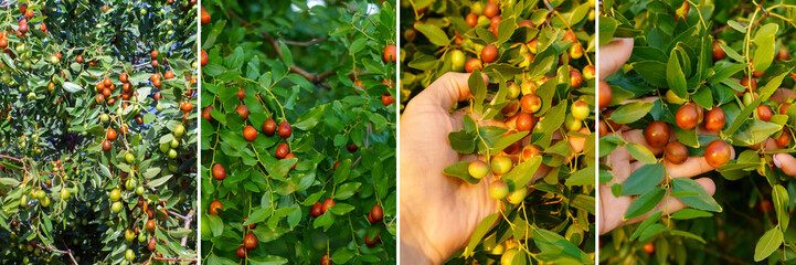 Fruits of jujube. Ziziphus jujuba. Ripe juicy jujube berries among green foliage. Collage, banner - obrazy, fototapety, plakaty