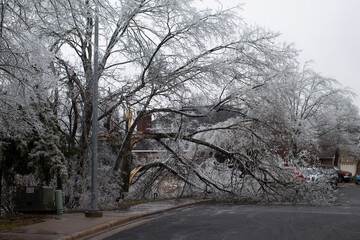 snow covered trees, ice covered trees