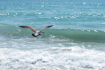 Seagull flying over water